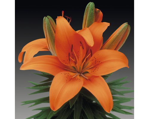 Orange lilja med gröna blad och knoppar