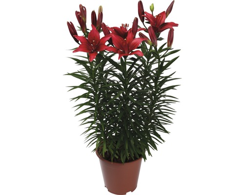 Lilja i kruka med röda blommor och gröna blad