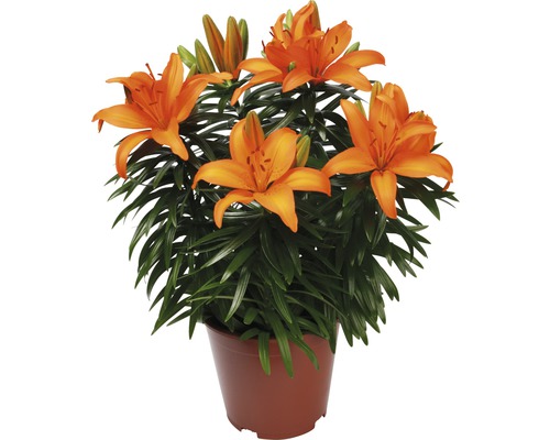 Orange liljor i kruka