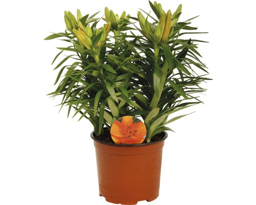 Lilja i kruka med oöppnade blommor