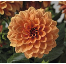 Närbild av en orange dahlia