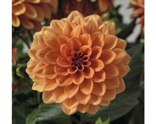 Närbild av en orange dahlia