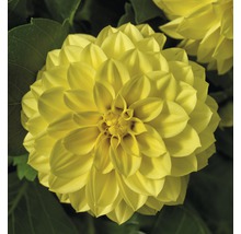 Gul dahlia blomma i detalj