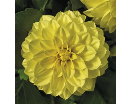 Gul dahlia blomma i detalj