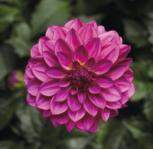 Närbild av en enda dahlia i trädgården