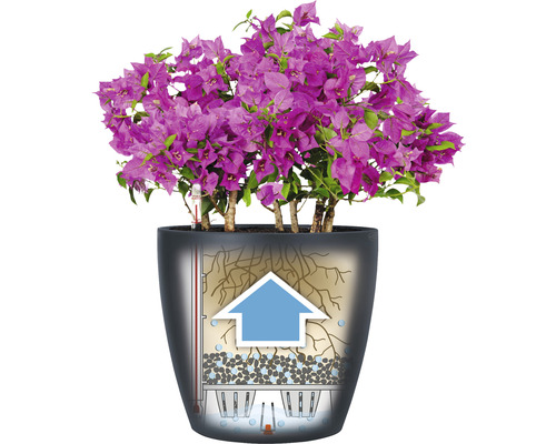 Blommande bougainvillea i planteringskärl med bevattningssystem.
