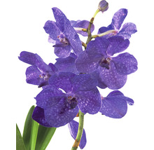 Blå orkidé med gröna blad