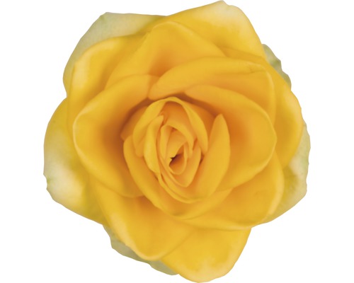 Gul rosblomma