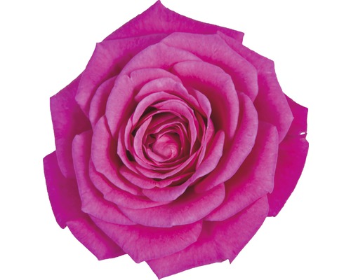 Närbild av en enda ros