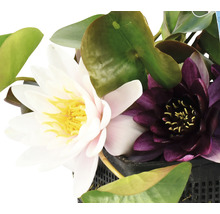 Närbild av näckrosor med vita och lila blommor i en kruka