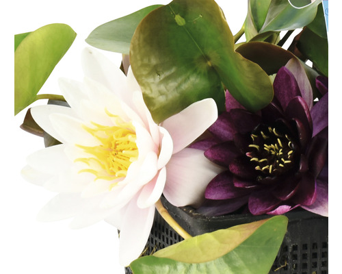 Närbild av näckrosor med vita och lila blommor i en kruka