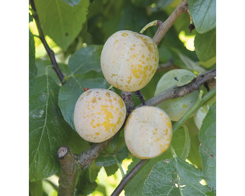Dvärgplommon FLORASELF Bio Prunus domestica 'Golden Crimson' stamhöjd 40cm totalhöjd ca 60-80cm Co 7,5L självbefruktande