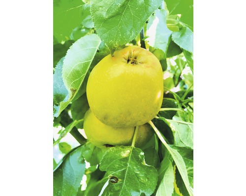 Äppelträd FLORASELF Bio Malus domestica 'Garden Fountain' 130-150cm Co 7,5L