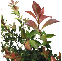 Glansmispelhäck med gröna och röda blad