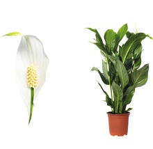Fredskalla FLORASELF Spathiphyllum wallisii Sweet Silvio 70-80cm krukstorlek Ø17cm
