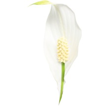 Fredskalla FLORASELF Spathiphyllum wallisii Sweet Silvio 70-80cm krukstorlek Ø17cm