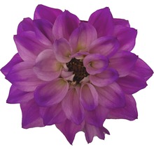Dahlia FLORASELF Dahlia Temptation Ø17cm blandade sorter