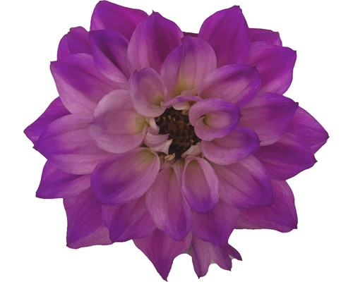 Lila dahlia blomma