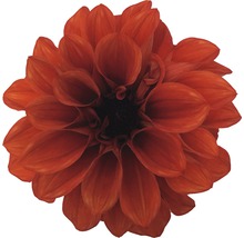 Dahlia FLORASELF Dahlia Temptation Ø17cm blandade sorter