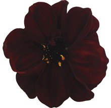 Dahlia FLORASELF Dahlia Temptation Ø17cm blandade sorter