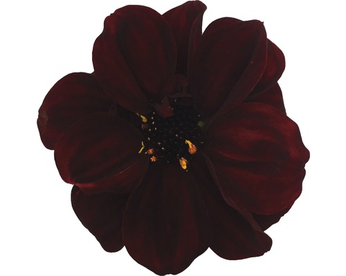 Närbild av en enda mörk dahlia blomma