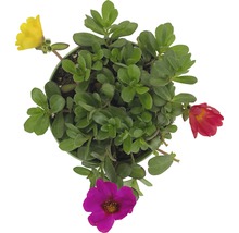 Portlak i kruka med gröna blad och färgglada blommor