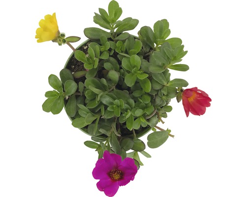 Portlak i kruka med gröna blad och färgglada blommor