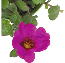 Portlakros planta med rosa blomma och gröna blad