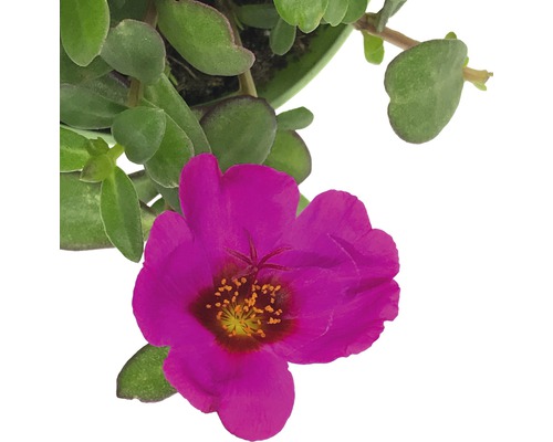 Portlakros planta med rosa blomma och gröna blad
