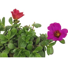 Portlakblomma växt med gröna blad och blommor