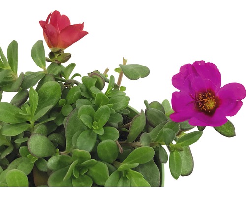 Portlakblomma växt med gröna blad och blommor