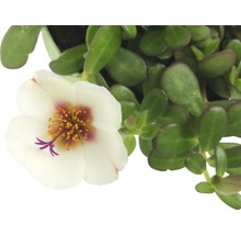 Portlakros med vit blomma och gröna blad