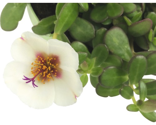 Portlakros med vit blomma och gröna blad
