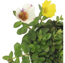 Portlak med gul och vit blomma