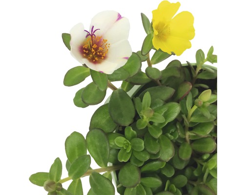 Portlak med gul och vit blomma