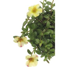Portlakblomma växt med gula blommor och gröna blad