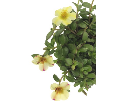 Portlakblomma växt med gula blommor och gröna blad