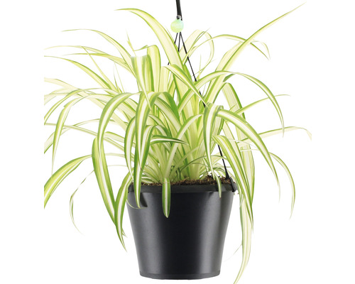 Ampellilja i hängkruka