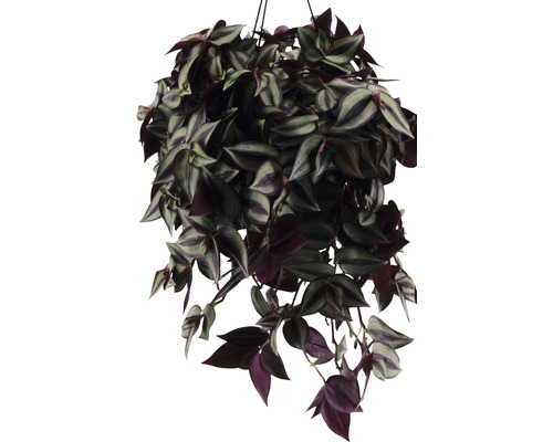 Hängande växt med randiga blad i en planteringslåda