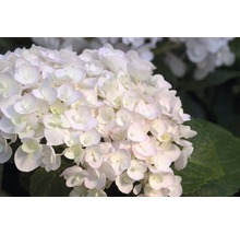 Bollhortensia Endless Summer vit Hydrangea macrophylla 'The Bride' 20-35cm co 5L