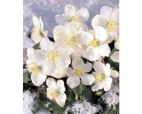 Närbild av julrosor med vita blommor