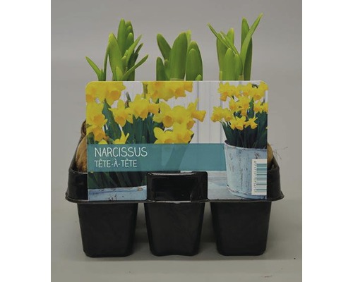 Trumpetnarciss påsklilja FLORASELF Narcissus pseudonarcissus Tete a Tete Ø9cm 6st Narcisser Tête-à-Tête i kruka