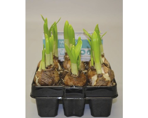 Narcisslökar i en odlingslåda