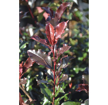 Närbild av en glansmispelhäck med karakteristiska blad