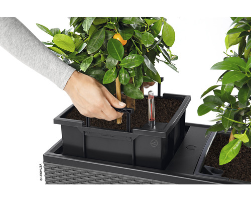 En person planterar en växt i en Lechuza-planteringslåda med bevattningssystem.