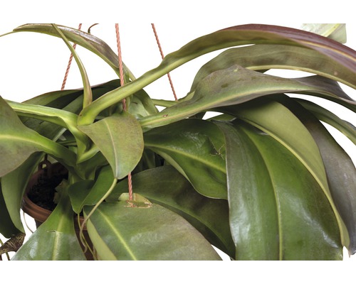 Kannranka i hängande kruka