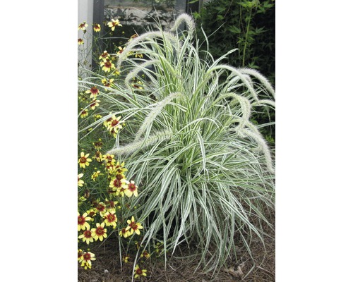 Brokigt fjäderborstgräs FLORASELF Pennisetum advena Skyrocket 10-50 cm co 3L