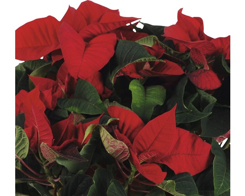 Julstjärna med röda och gröna blad