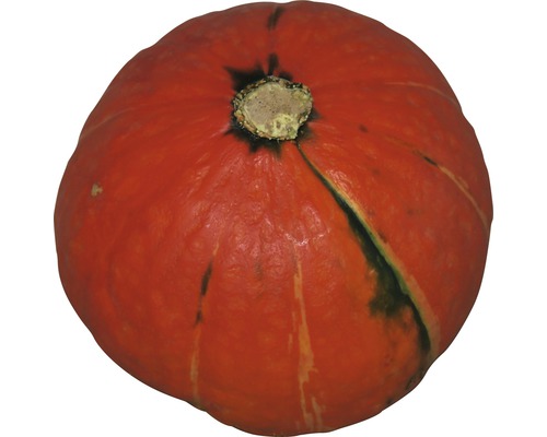 Enkel Hokkaido pumpa