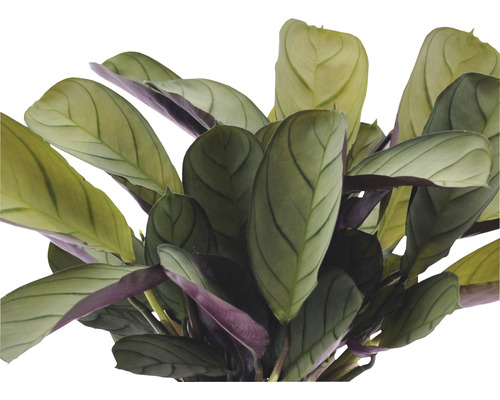 Böneväxt med avlånga blad